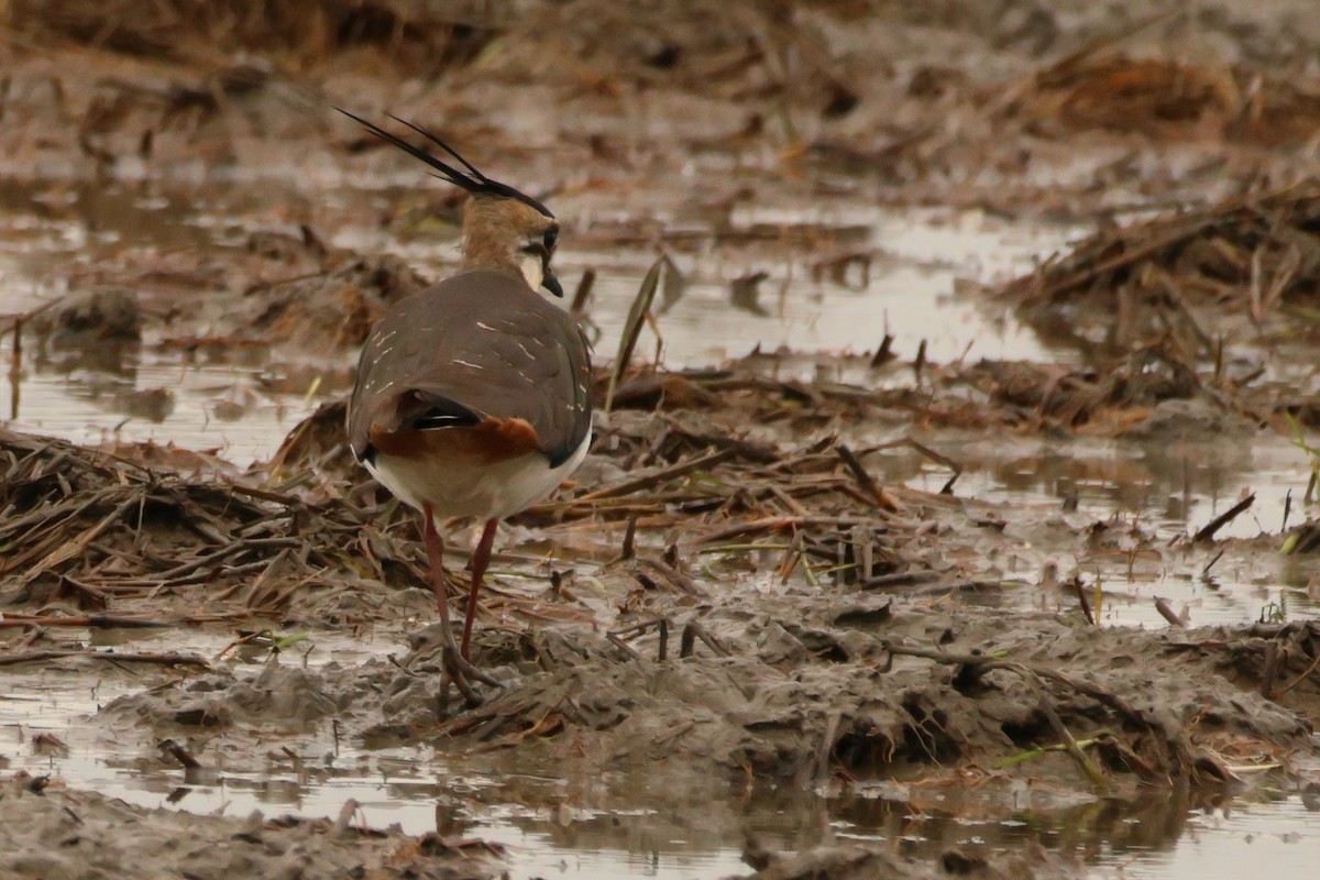 Northern Lapwing - ML620067221