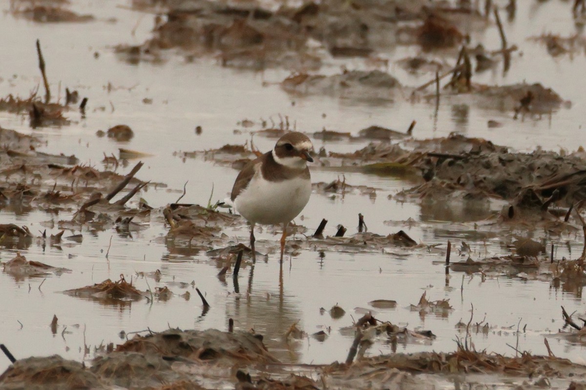 Common Ringed Plover - ML620067250