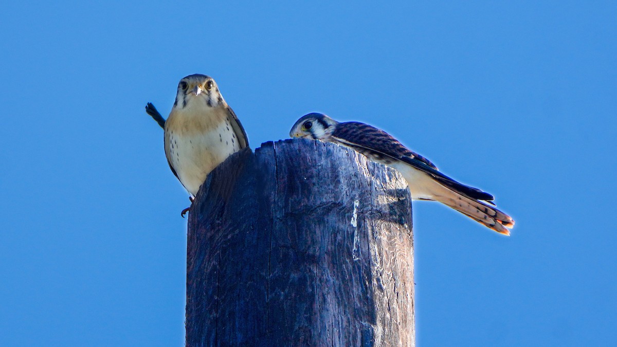 American Kestrel (Southeastern) - ML620067261