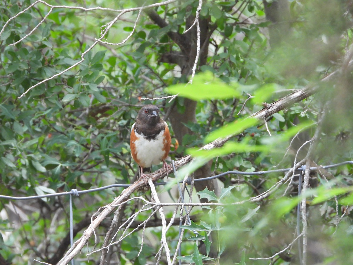 Spotted Towhee - ML620067285