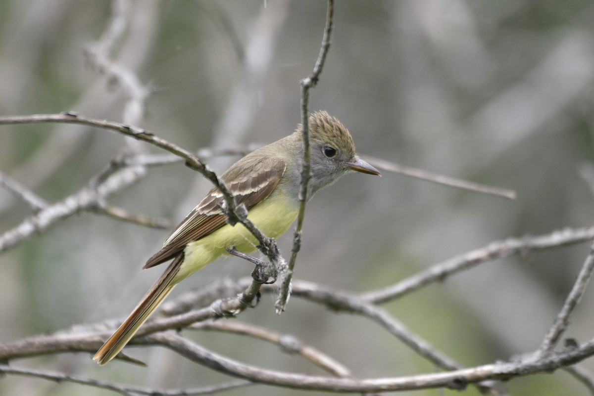 Great Crested Flycatcher - ML620067291