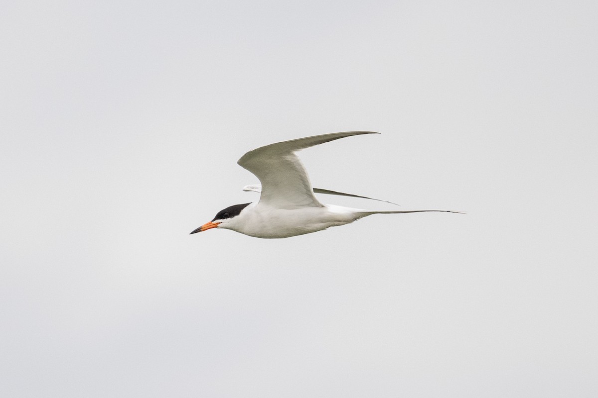 Forster's Tern - ML620067294