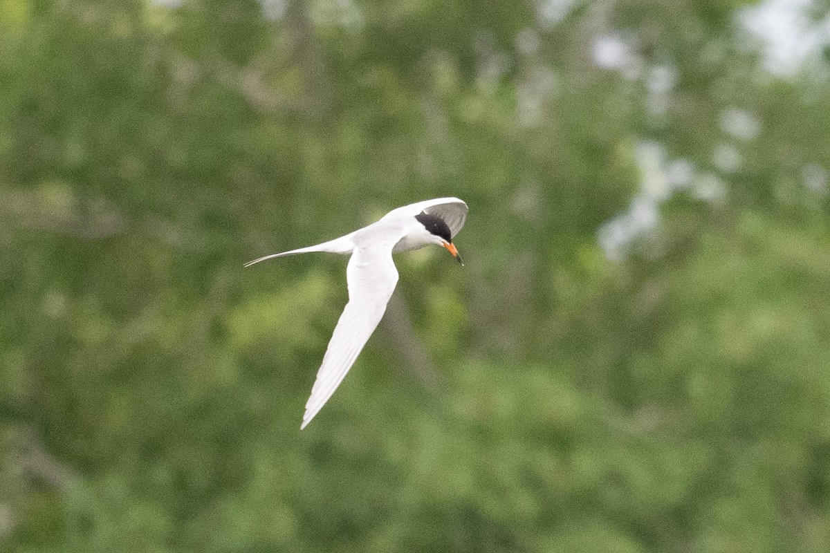 Forster's Tern - ML620067295