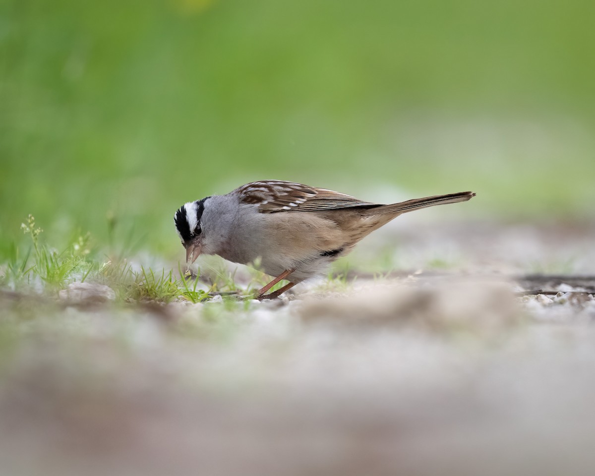 White-crowned Sparrow - ML620067313