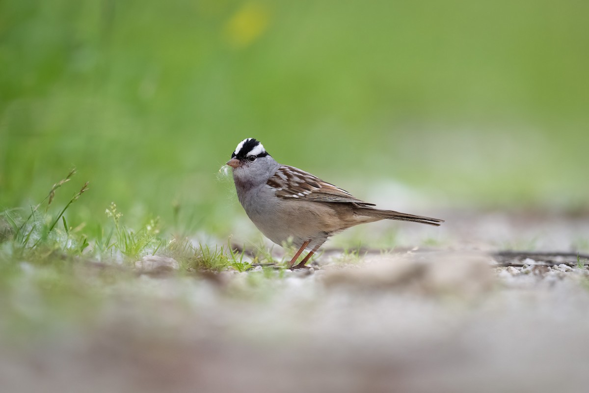 White-crowned Sparrow - ML620067314