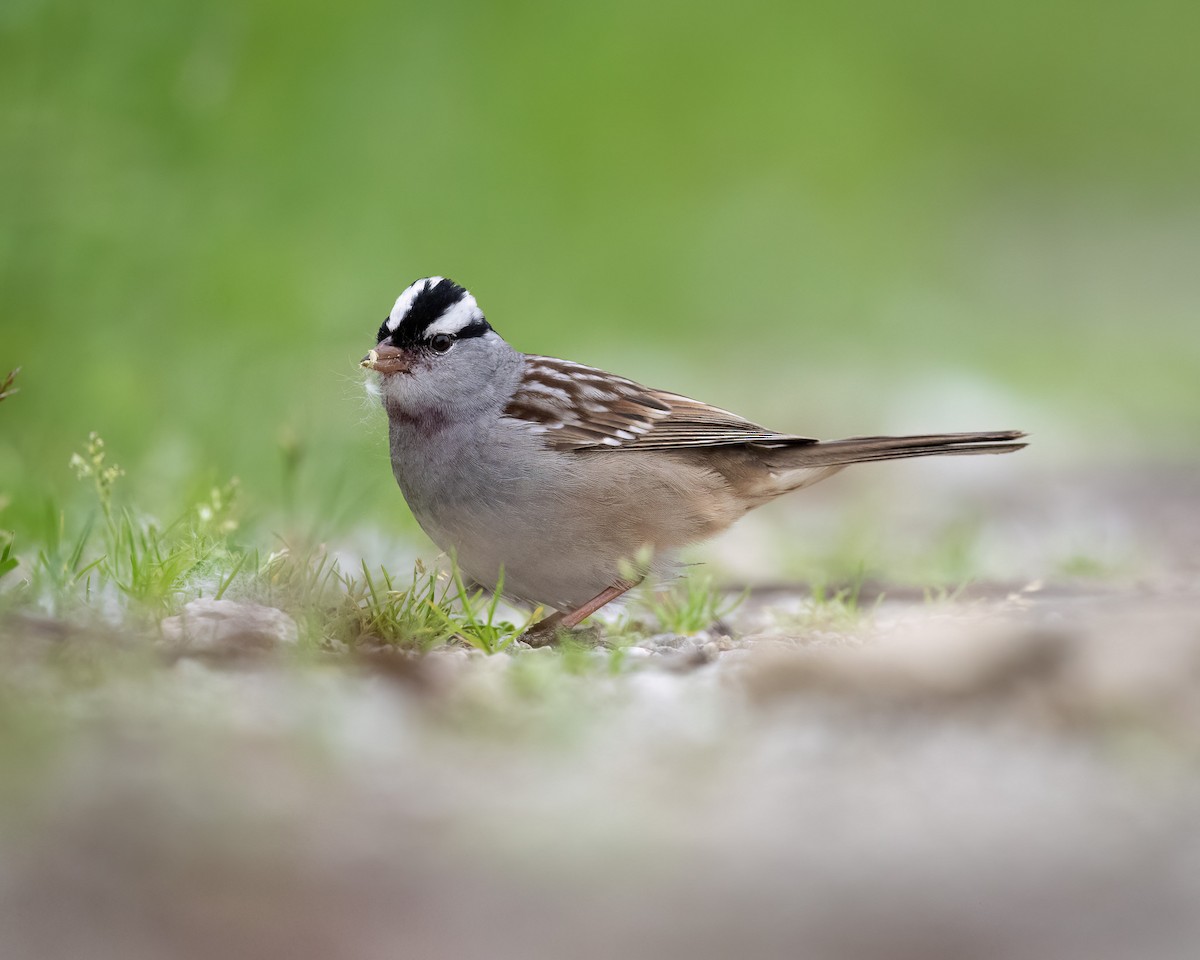 White-crowned Sparrow - ML620067315