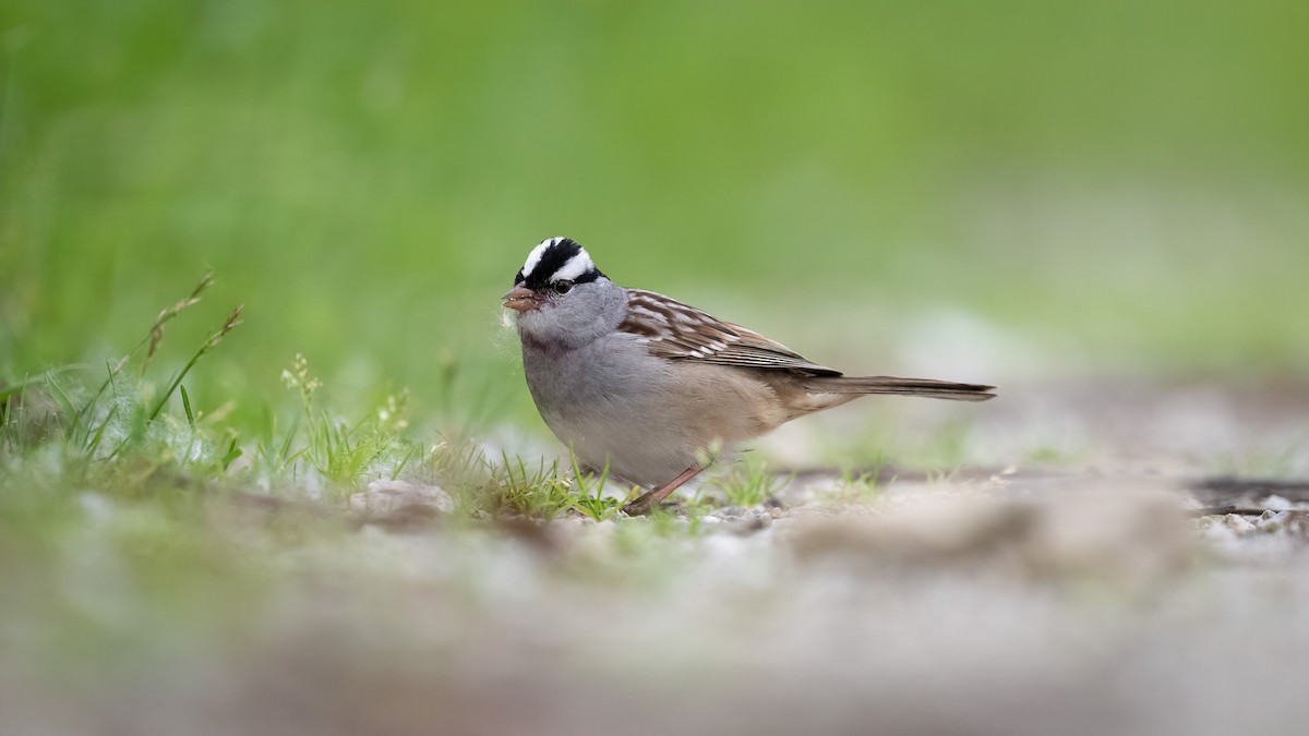 White-crowned Sparrow - ML620067316