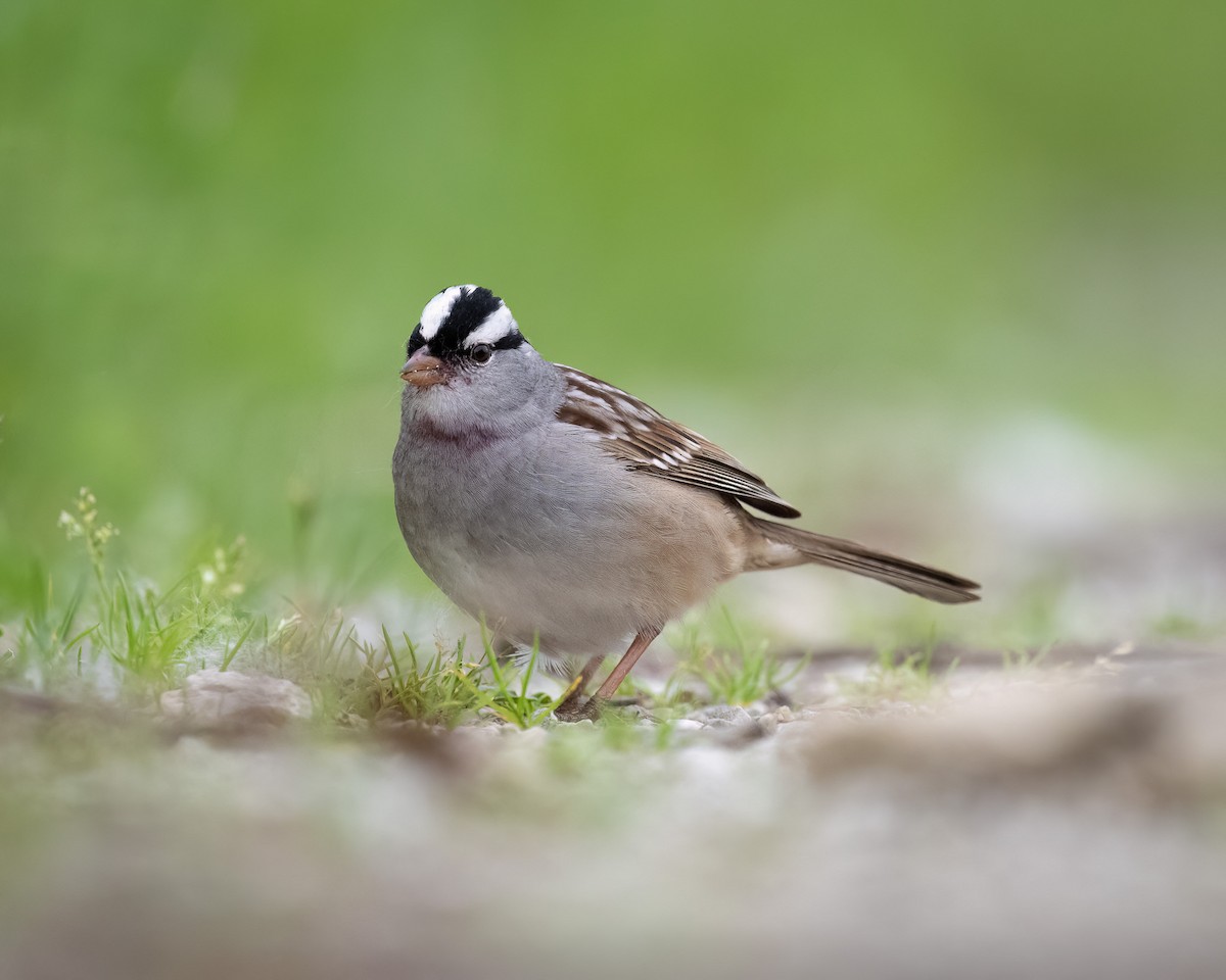 White-crowned Sparrow - ML620067317