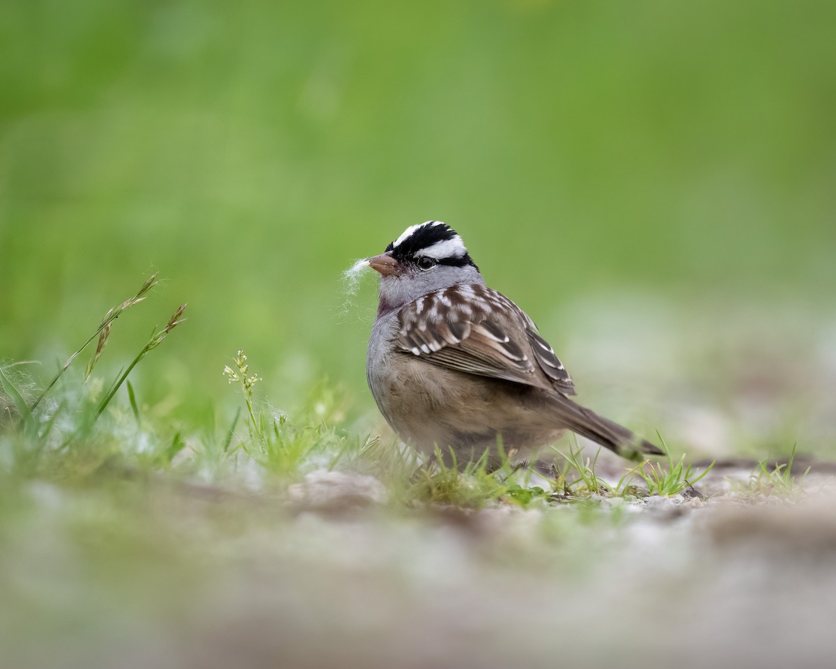 White-crowned Sparrow - ML620067318