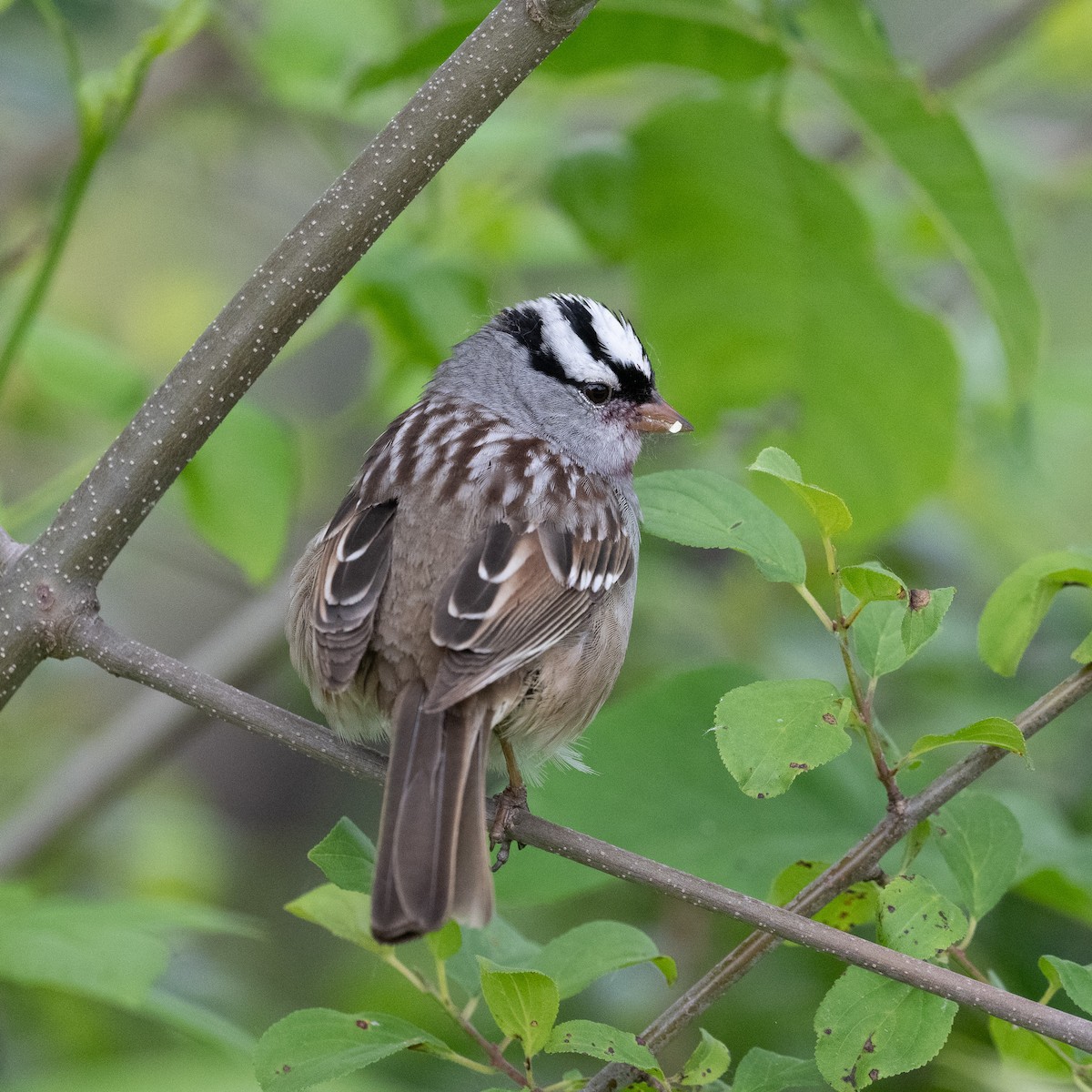 White-crowned Sparrow - ML620067319