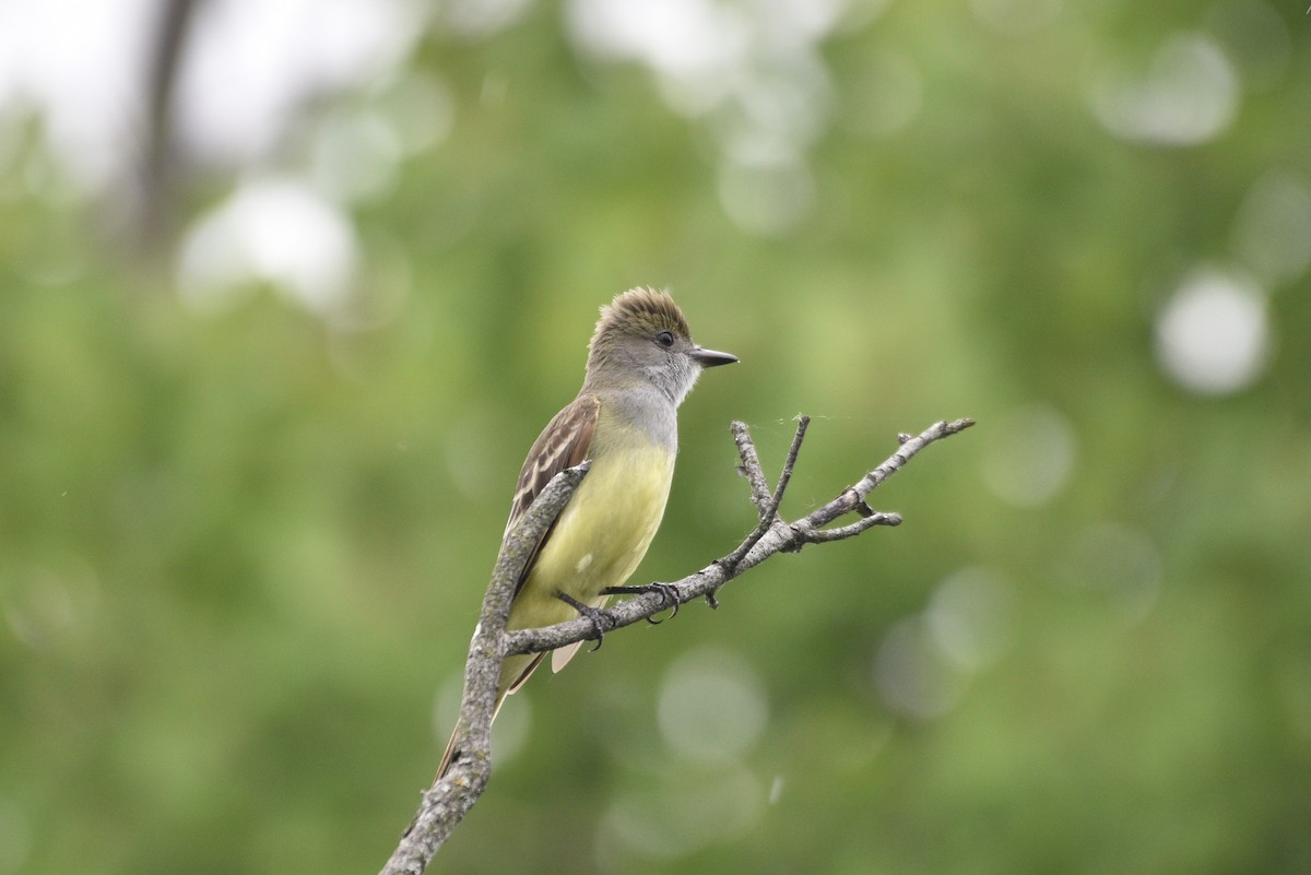 Great Crested Flycatcher - ML620067341