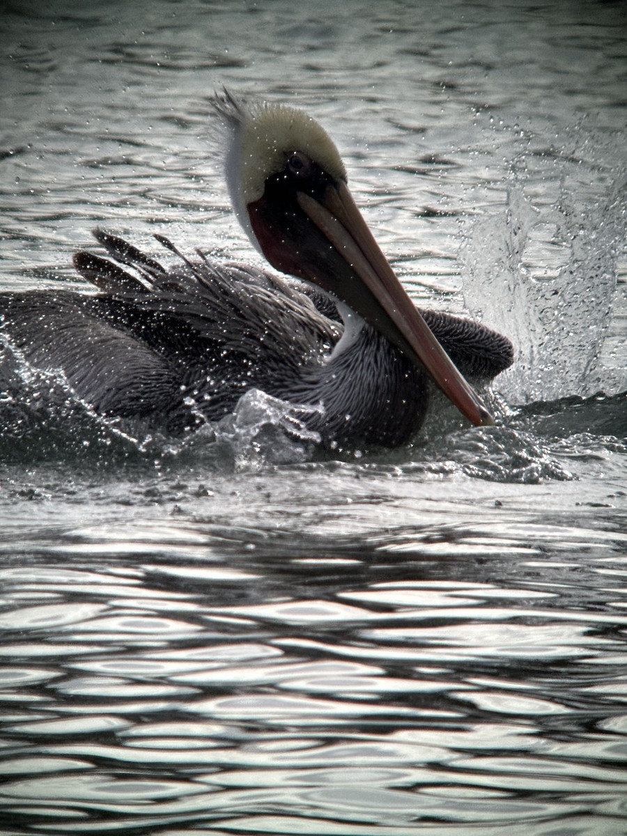 pelikán hnědý - ML620067343