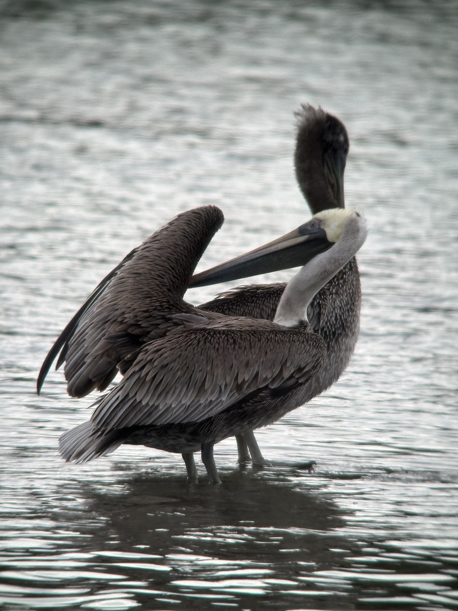 pelikán hnědý - ML620067344