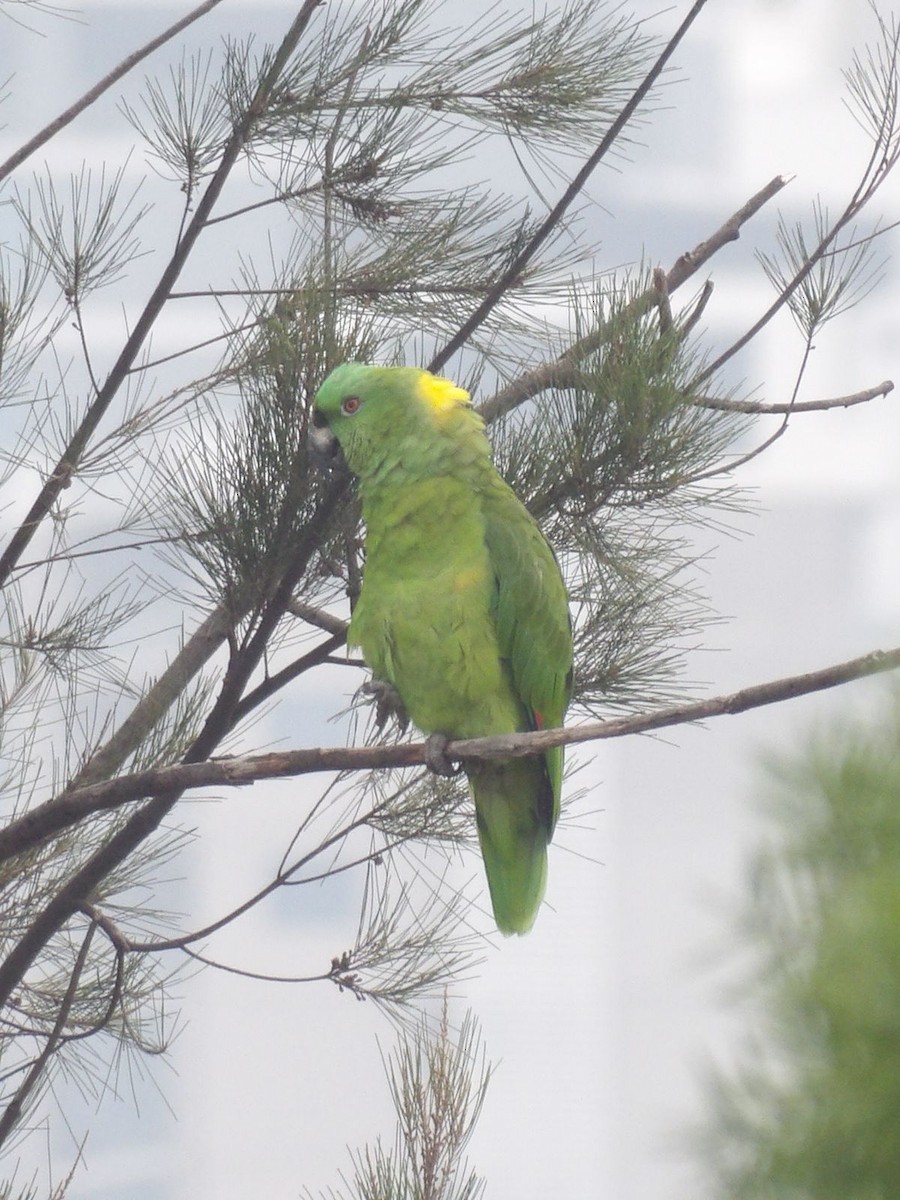 Yellow-naped Parrot - ML620067367