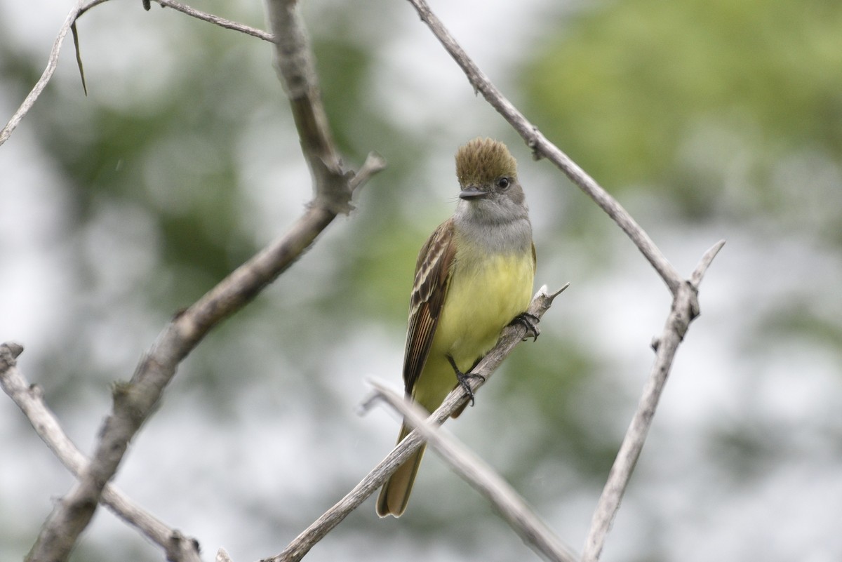 Great Crested Flycatcher - ML620067375
