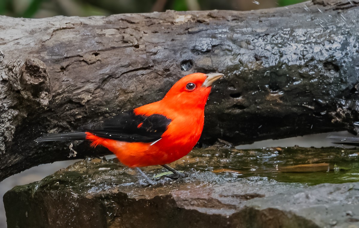 Scarlet Tanager - ML620067376