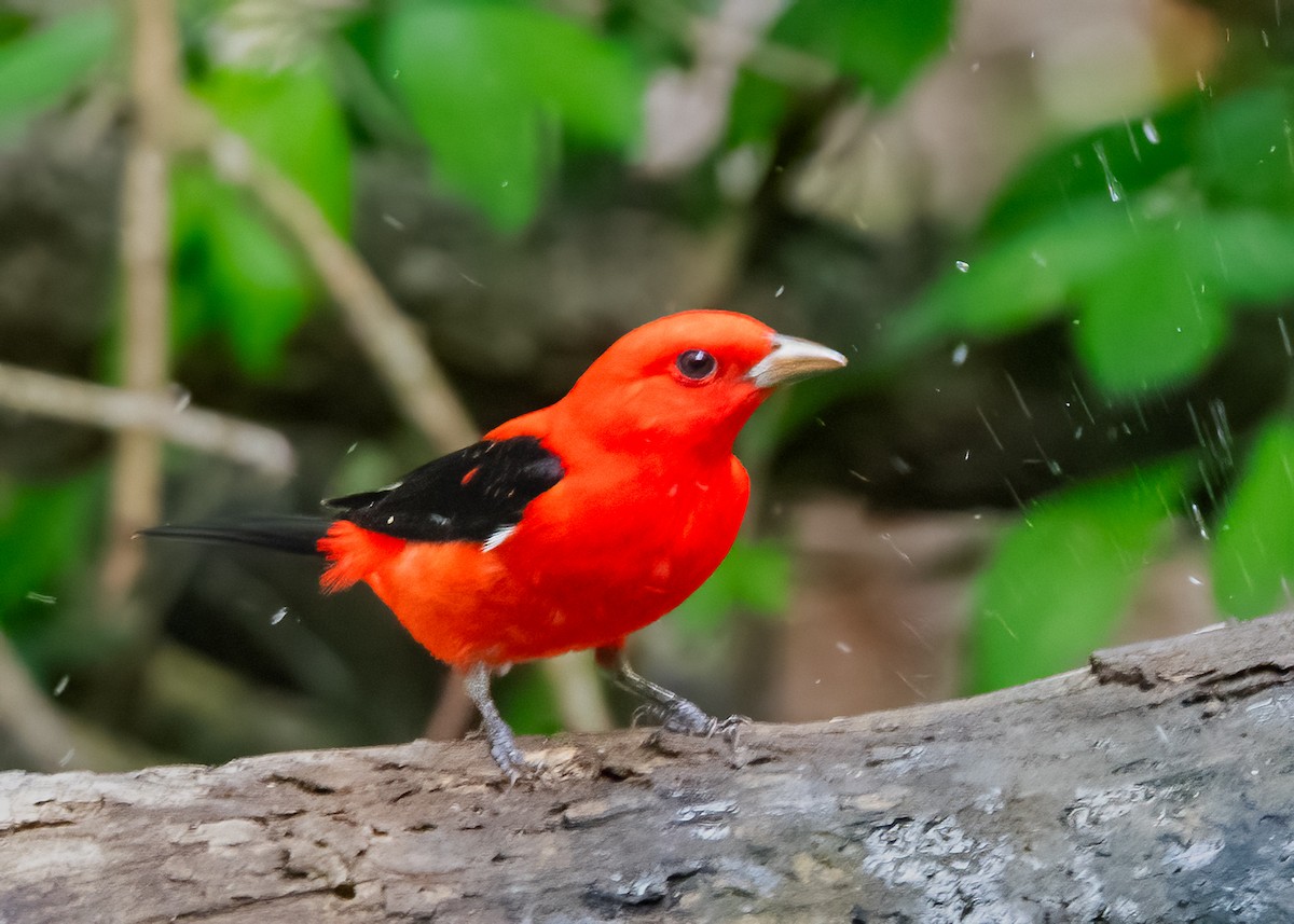 Scarlet Tanager - ML620067377