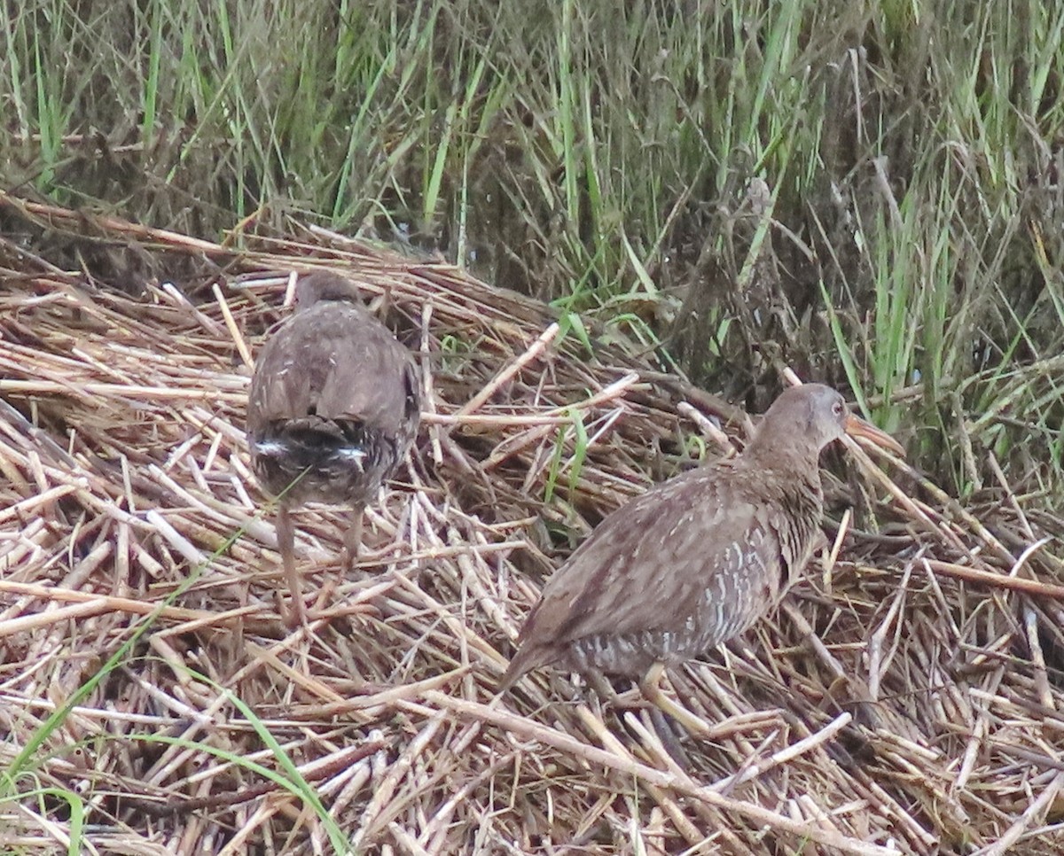 Clapper Rail - ML620067378