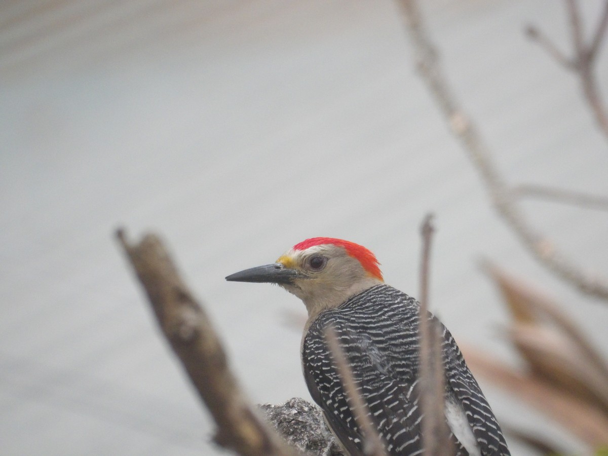 Golden-fronted Woodpecker - ML620067388