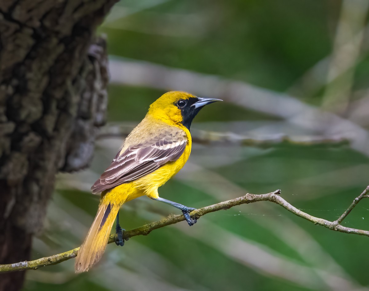 Orchard Oriole - ML620067398