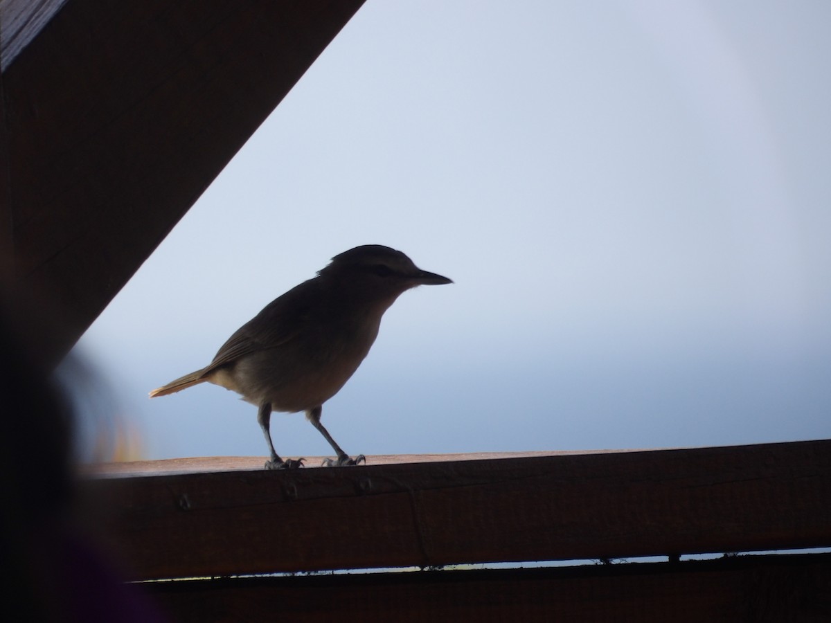 Yucatan Vireo - ML620067416