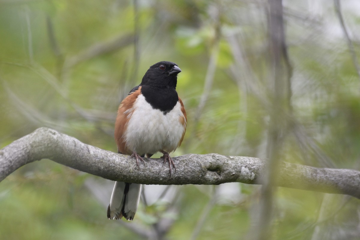 Eastern Towhee - ML620067417