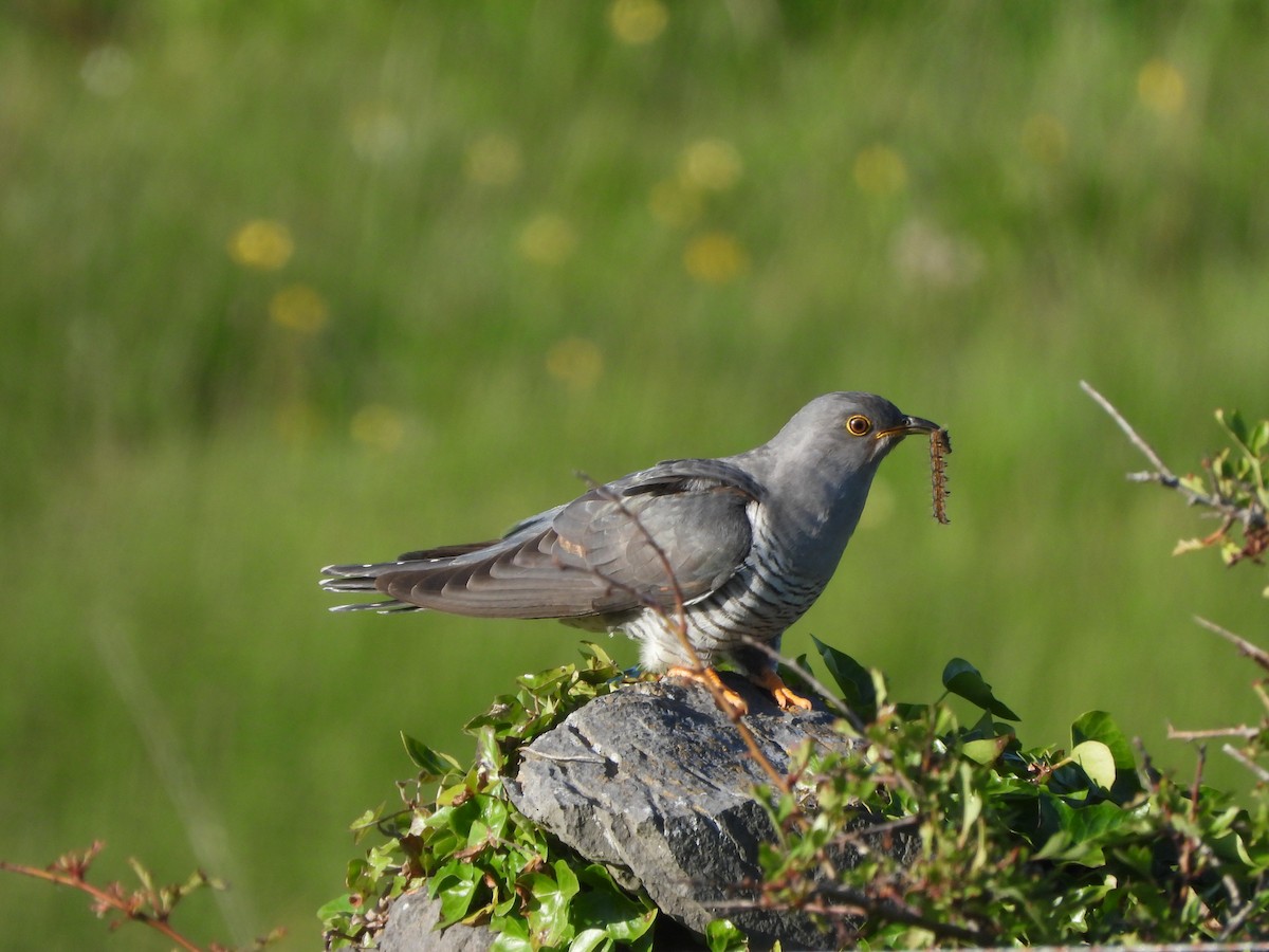 Common Cuckoo - ML620067425