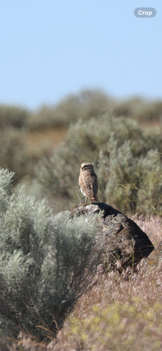 Burrowing Owl - ML620067431