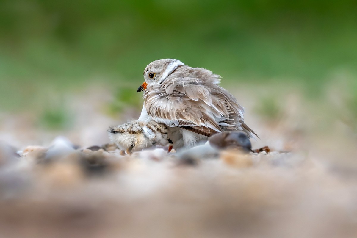 Piping Plover - ML620067435