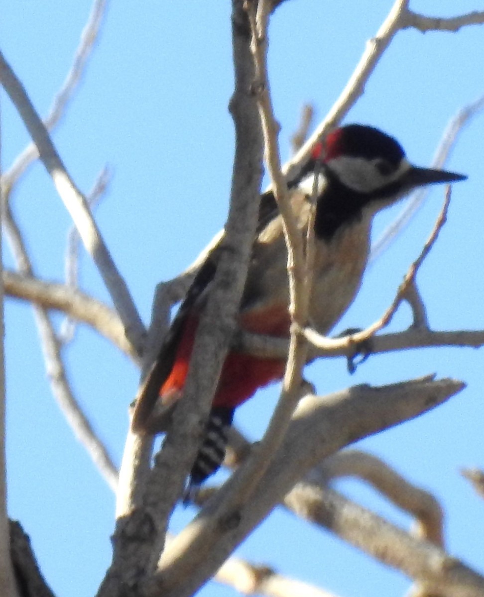 Great Spotted Woodpecker (Atlas) - ML620067439