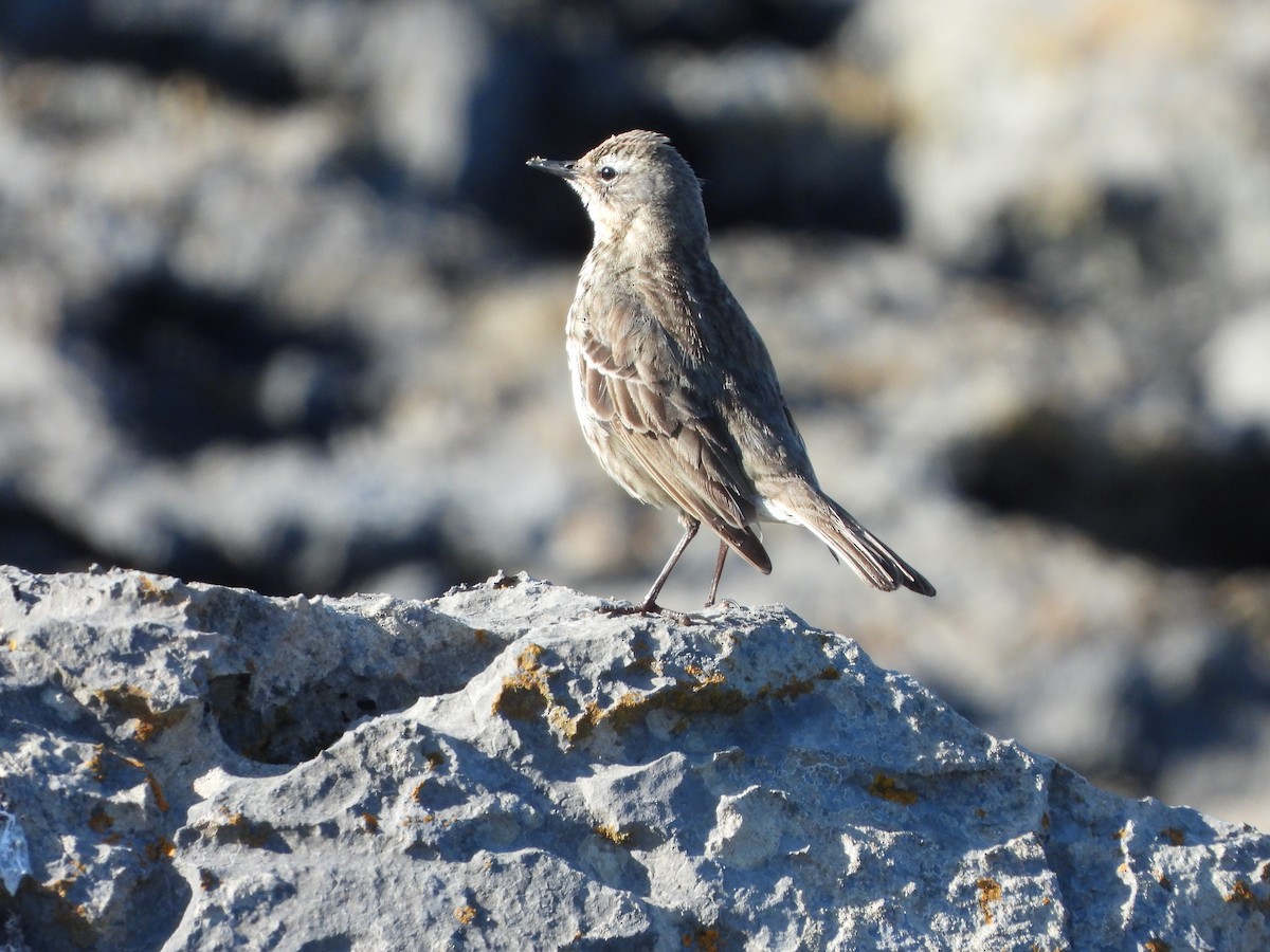 Rock Pipit - ML620067443