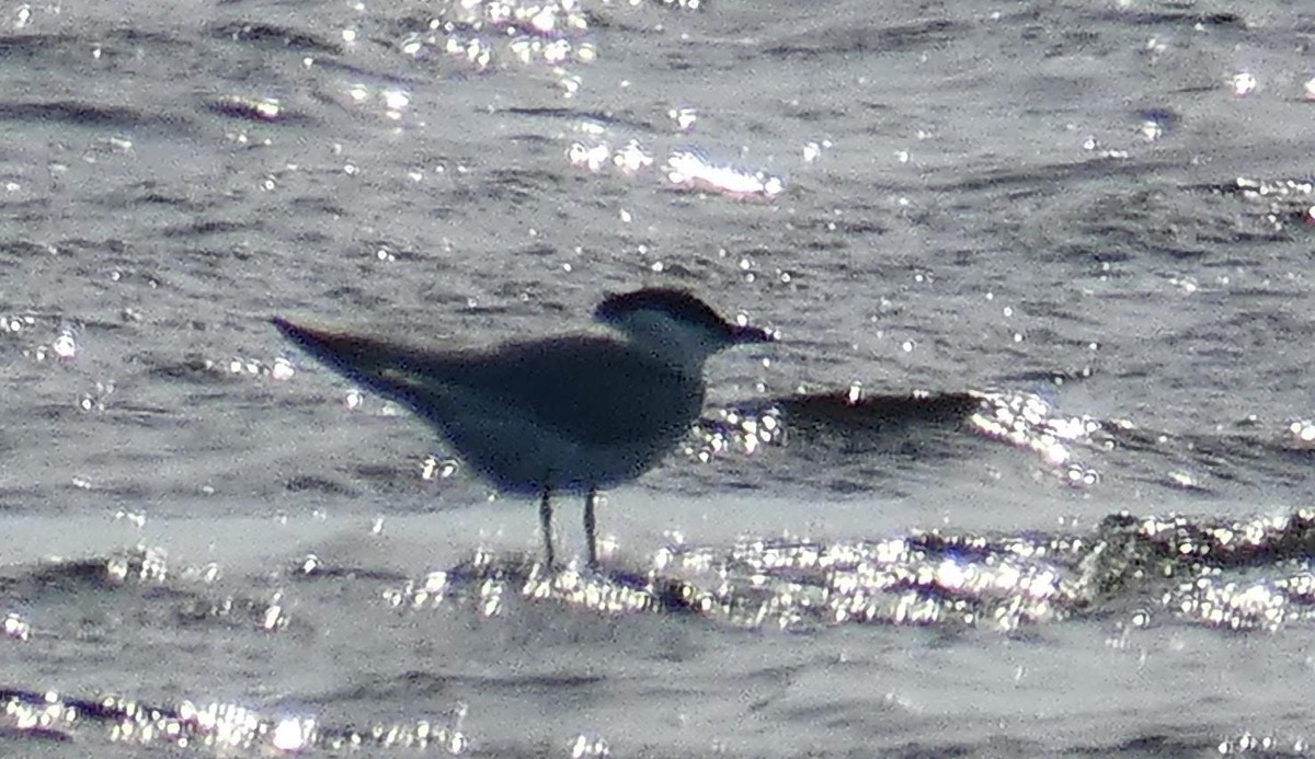 Gull-billed Tern - ML620067445