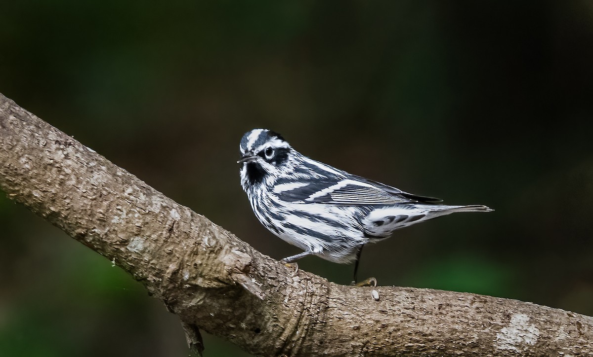 Black-and-white Warbler - ML620067446