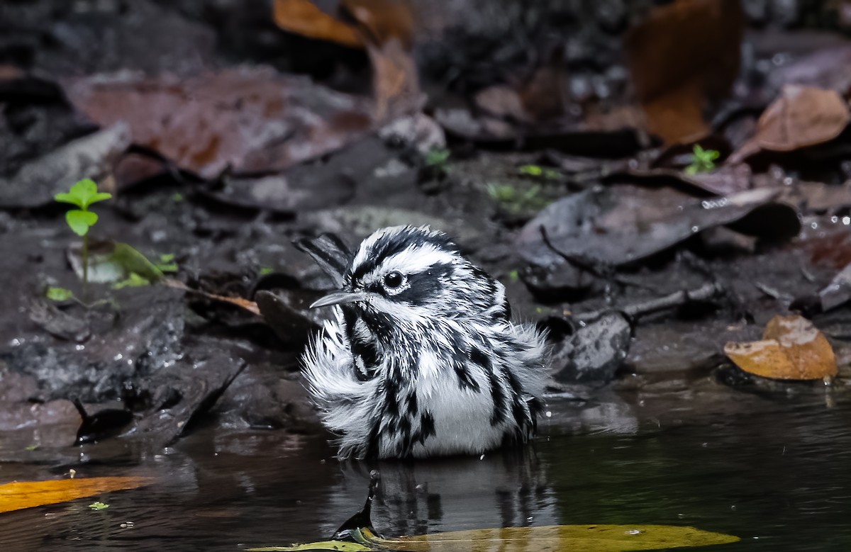 Black-and-white Warbler - ML620067447