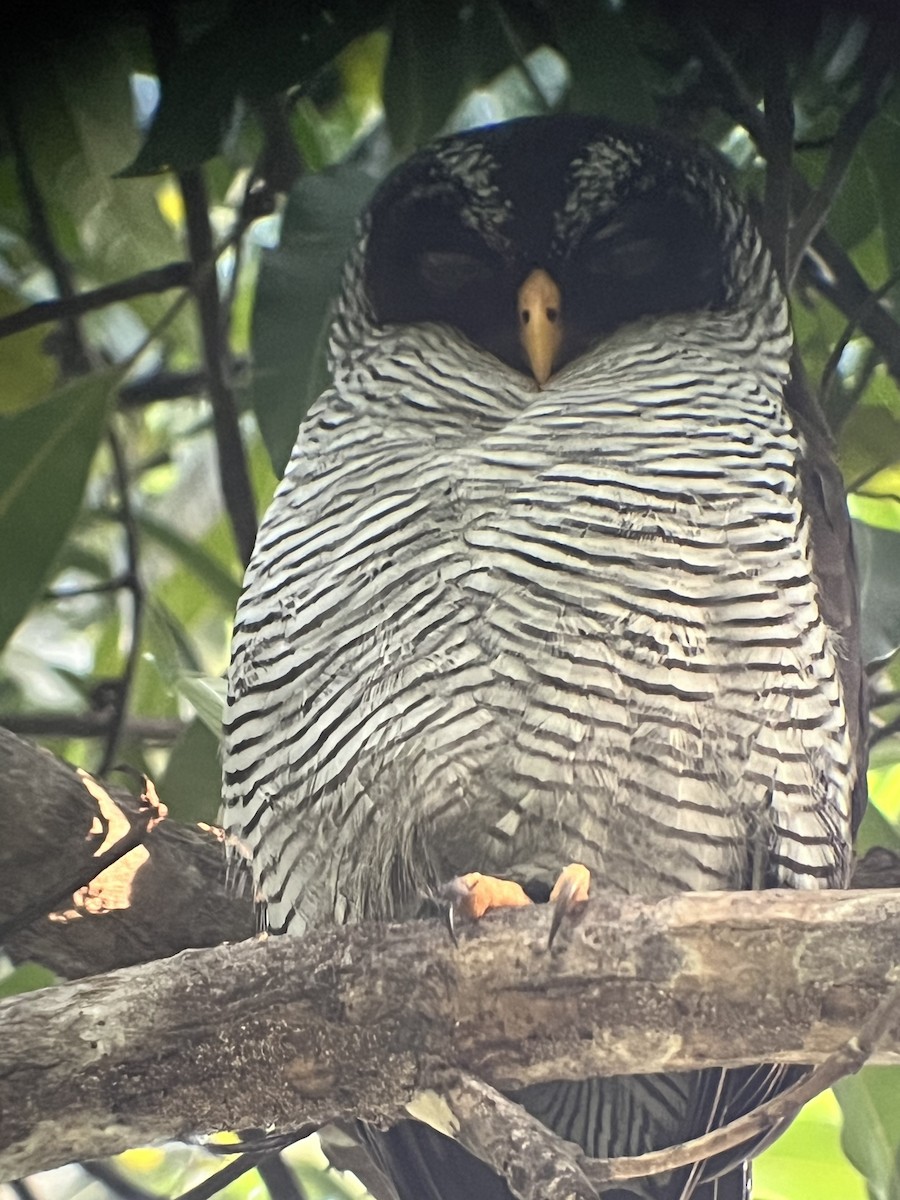 Black-and-white Owl - ML620067456