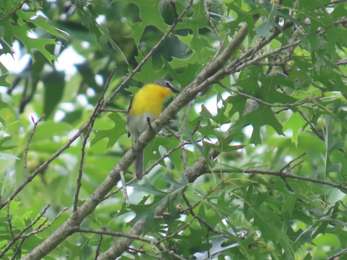 Yellow-breasted Chat - ML620067458