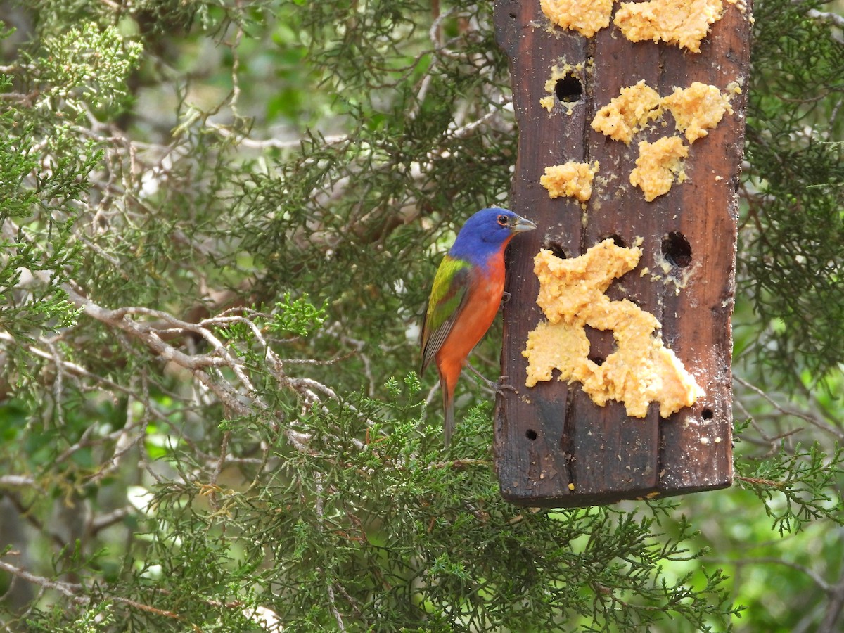 Painted Bunting - ML620067485