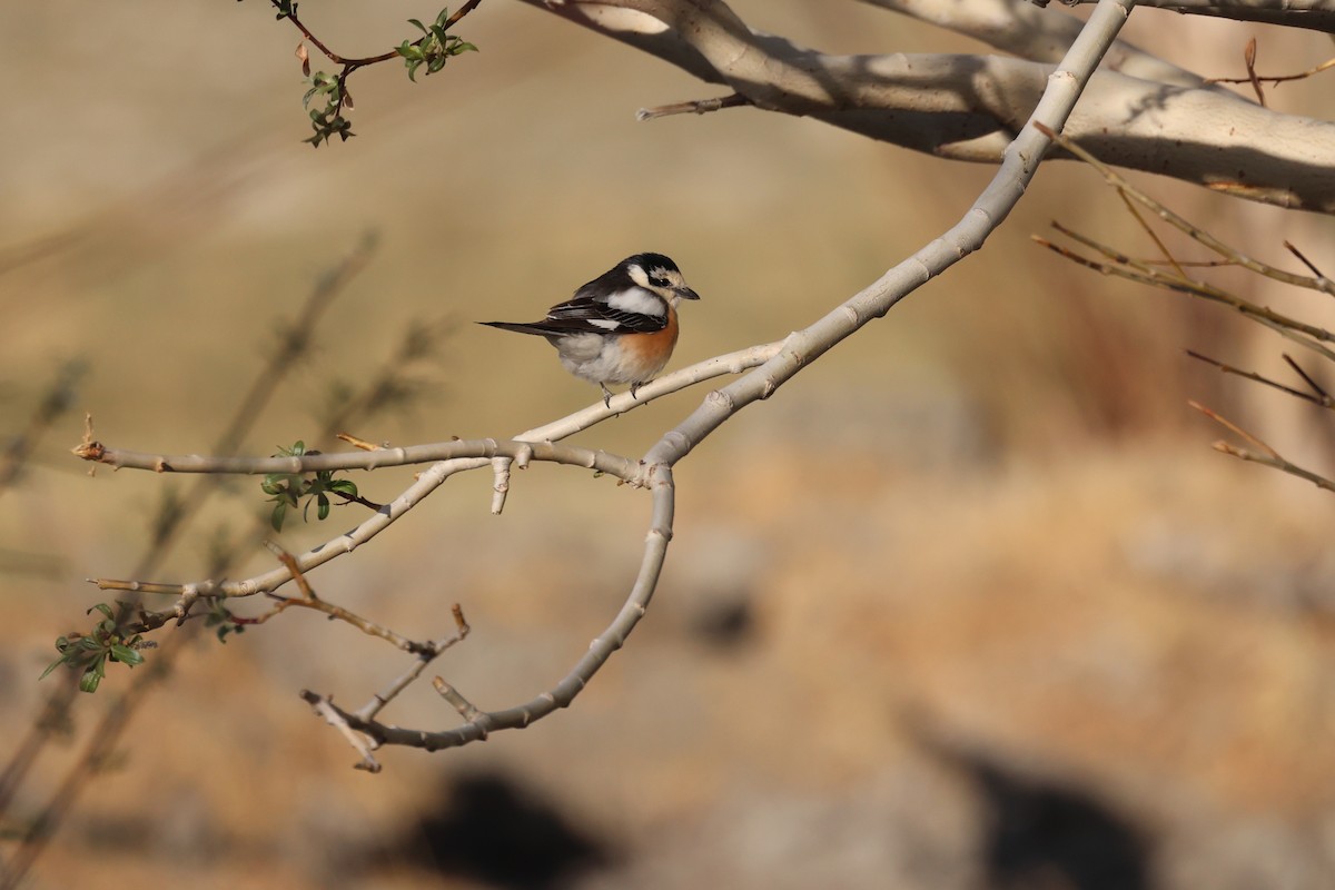 Masked Shrike - ML620067487