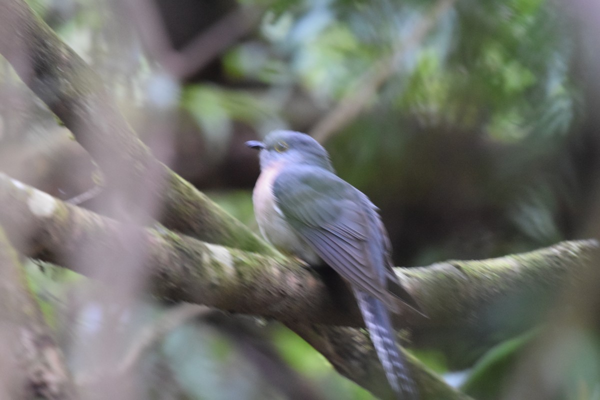 Fan-tailed Cuckoo - Nick Kowalske