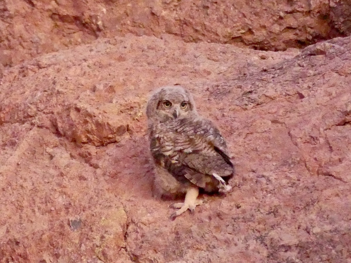 Great Horned Owl - ML620067517