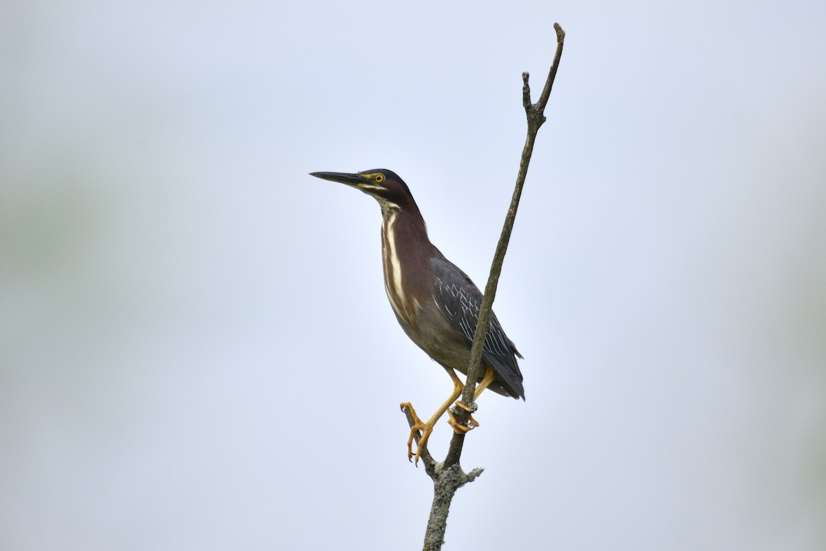 Green Heron - ML620067565