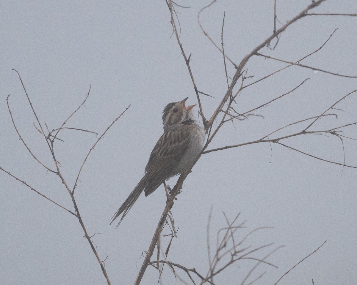 Clay-colored Sparrow - ML620067570