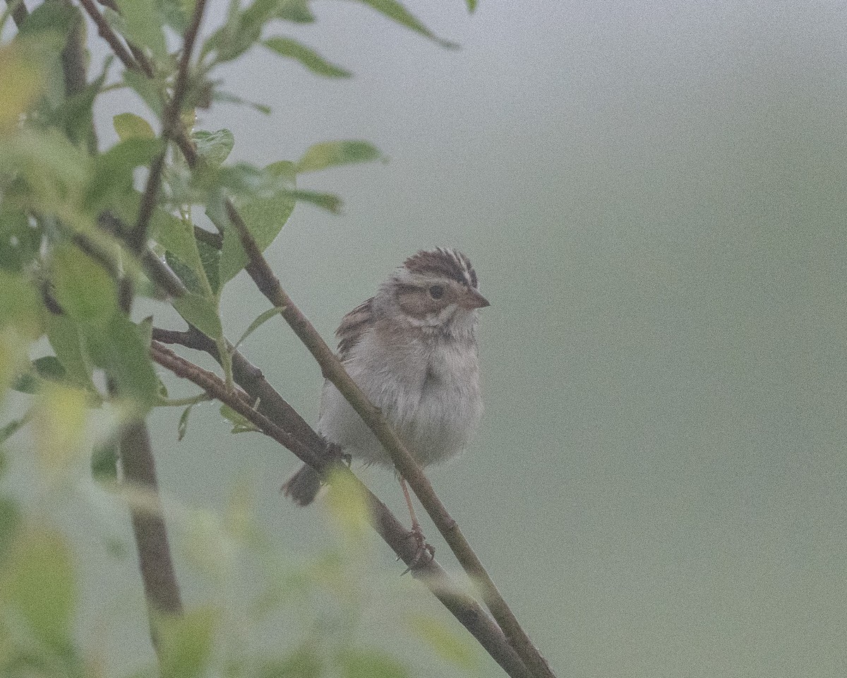 Clay-colored Sparrow - ML620067572