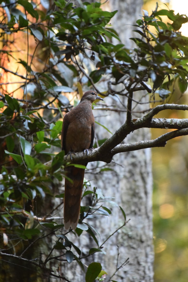 Brown Cuckoo-Dove - ML620067583