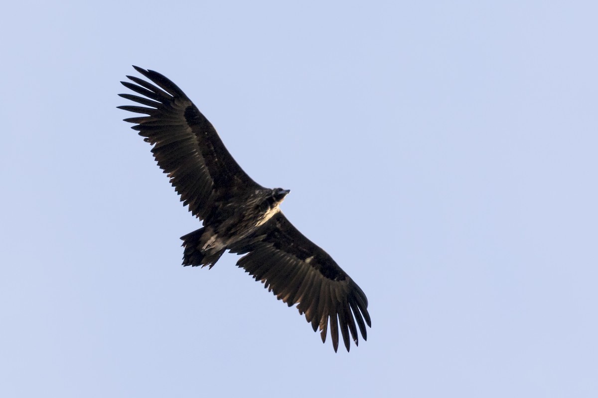 Cinereous Vulture - ML620067586