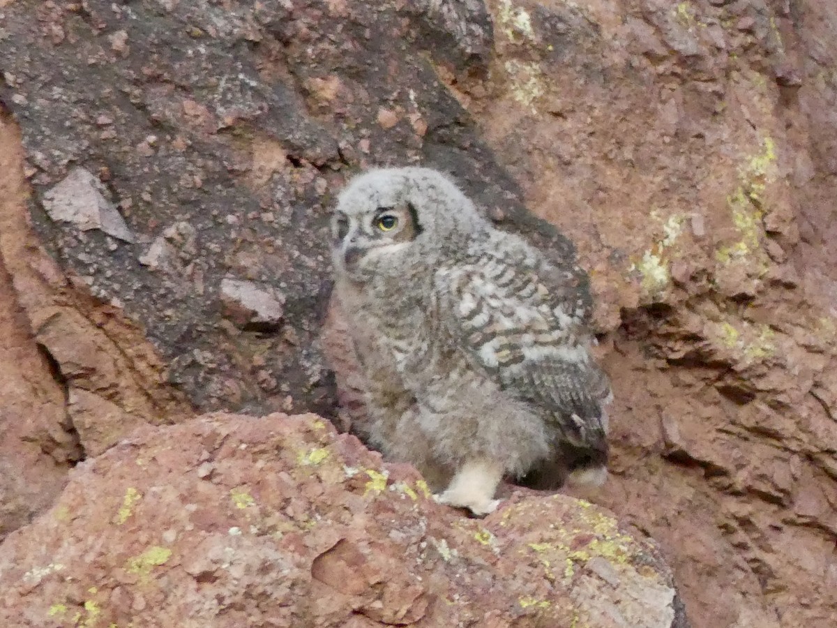 Great Horned Owl - ML620067598
