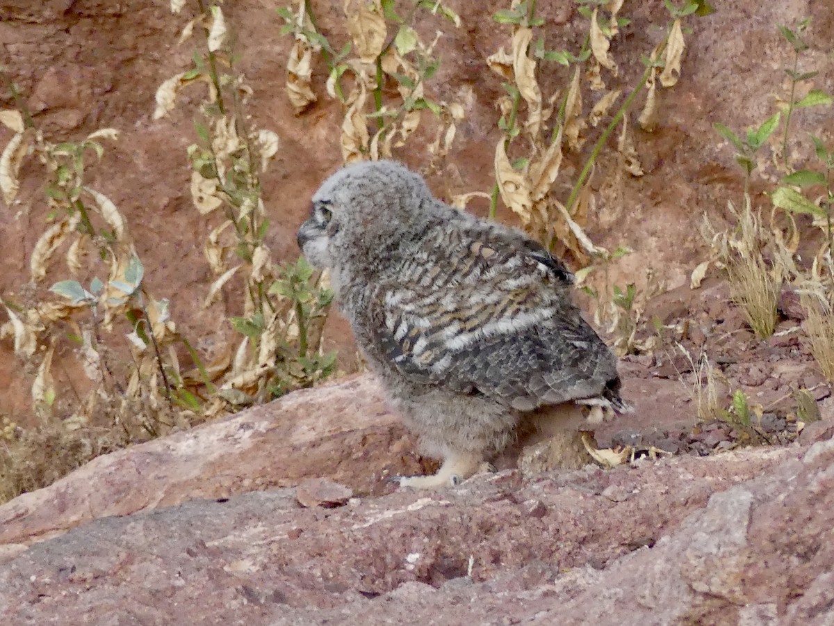Great Horned Owl - ML620067599