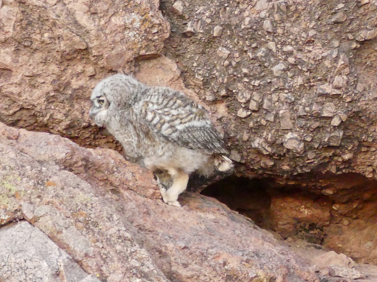 Great Horned Owl - ML620067600
