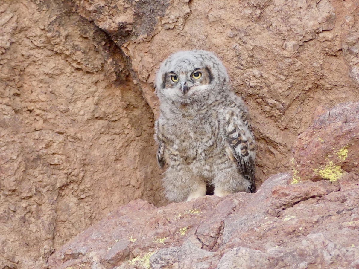 Great Horned Owl - ML620067602