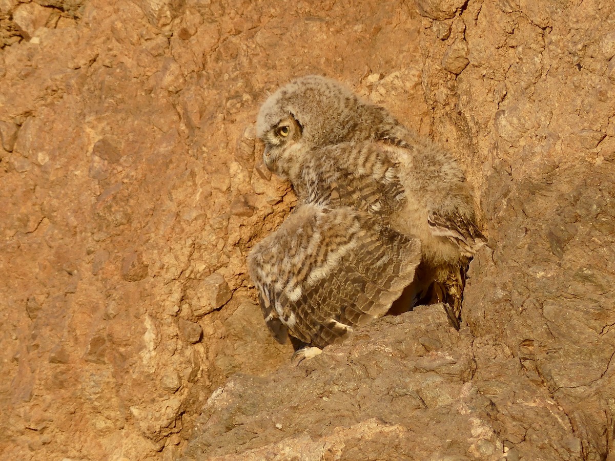 Great Horned Owl - ML620067603
